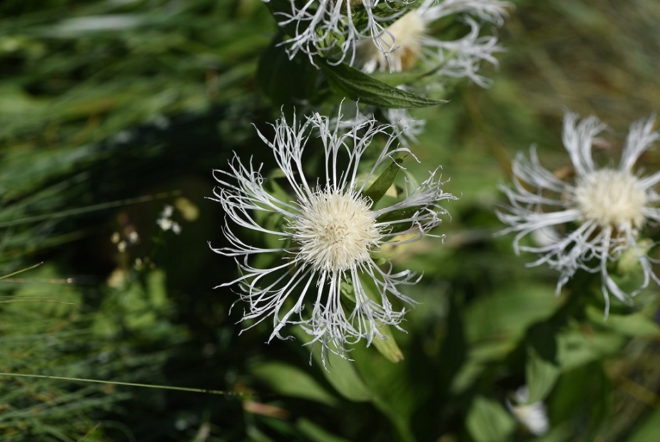 Centauree sp., apocromia